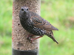 Sturnus vulgaris
