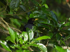 Turdus flavipes