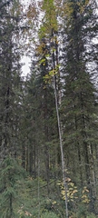 Picea × fennica
