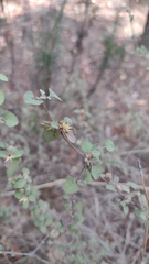 Brickellia veronicifolia