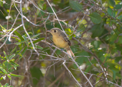 Vireo gundlachii
