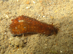 Dolabrifera dolabrifera