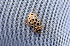 Anisosticta novemdecimpunctata