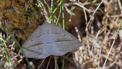 Petrophora chlorosata