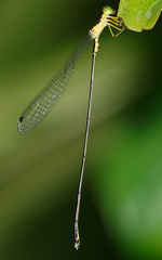 Amphicnemis