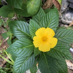 Turnera ulmifolia