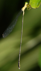 Amphicnemis