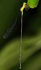 Amphicnemis