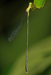 Amphicnemis