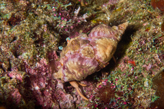 Dardanus pedunculatus