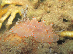 Halgerda batangas