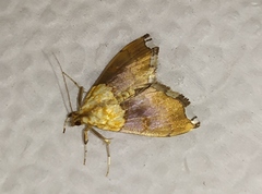 Agrotera nemoralis