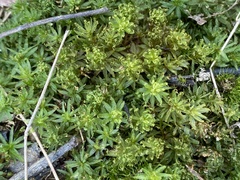 Atrichum undulatum