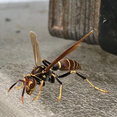 Polistes bahamensis