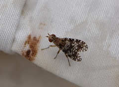 Trypetoptera punctulata