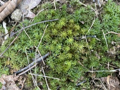 Atrichum undulatum