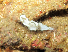 Doriprismatica paladentata