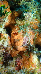 Spirastrella hartmani