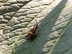Nemophora degeerella