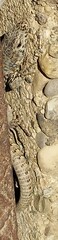 Podarcis muralis maculiventris