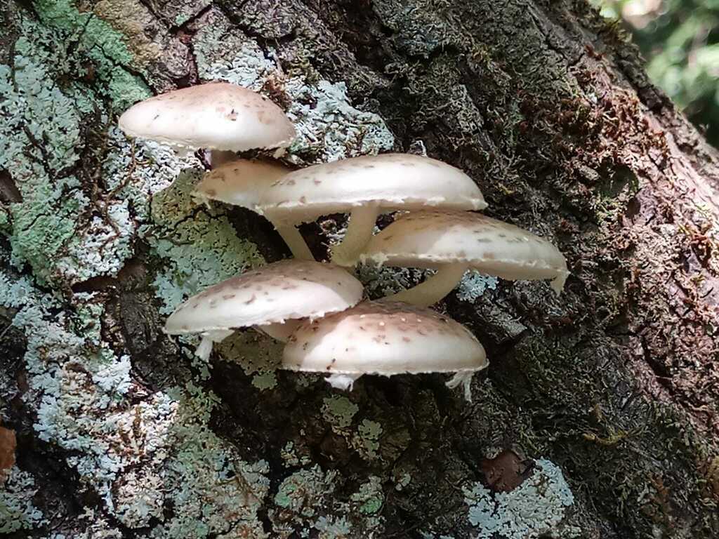 Oudemansiella cubensis · February 2022 · photo: © ronyristow (iNaturalist, cc-by)