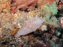 Halgerda batangas