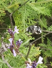 Anthophora alluaudi