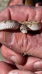 Phyllorhynchus decurtatus