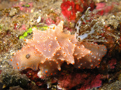 Halgerda batangas