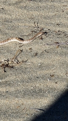 Phyllorhynchus decurtatus