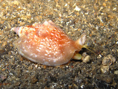 Euprotomus bulla