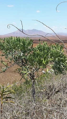 Euphorbia xylophylloides image