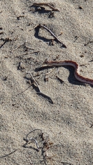 Phyllorhynchus decurtatus