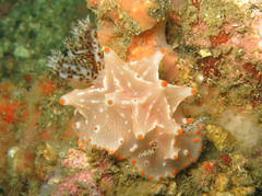 Halgerda batangas