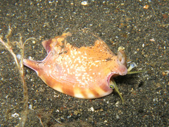 Euprotomus bulla