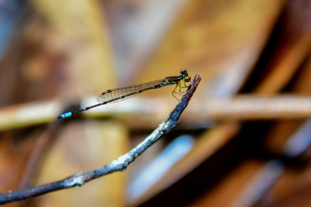 Mortonagrion appendiculatum