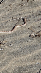 Phyllorhynchus decurtatus