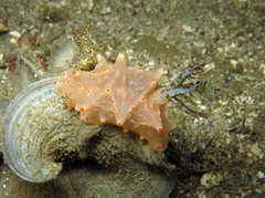 Halgerda batangas