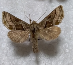 Euchalcia variabilis