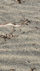 Phyllorhynchus decurtatus