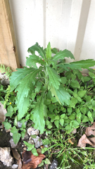 Erigeron sumatrensis