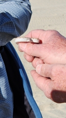 Phyllorhynchus decurtatus