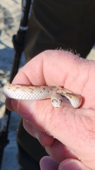 Phyllorhynchus decurtatus