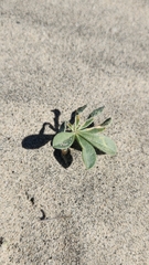 Lupinus arizonicus