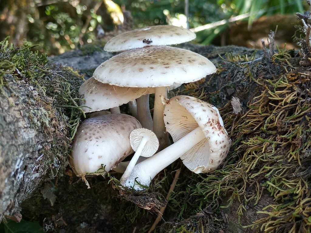 Oudemansiella cubensis · February 2022 · photo: © ronyristow (iNaturalist, cc-by)