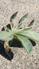 Lupinus arizonicus