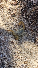 Paruroctonus luteolus