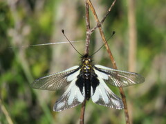 Libelloides coccajus