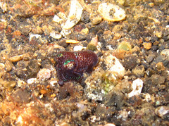 Euprymna