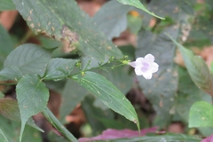 Strobilanthes hamiltoniana